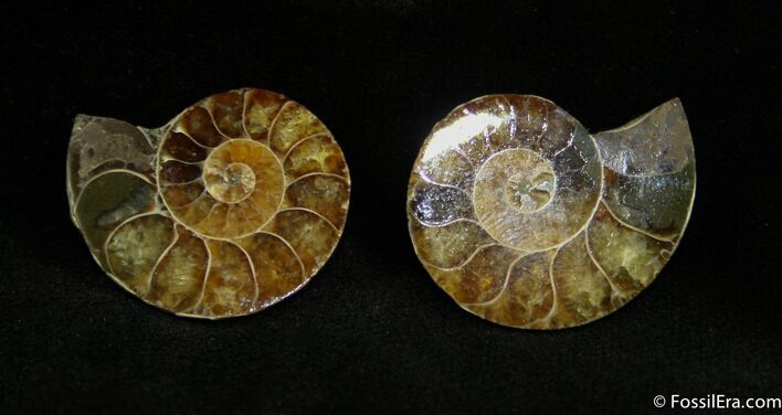 Small Desmoceras Ammonite Pair #1470